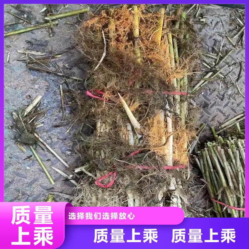 芦苇苗芦苇根苗多年行业积累