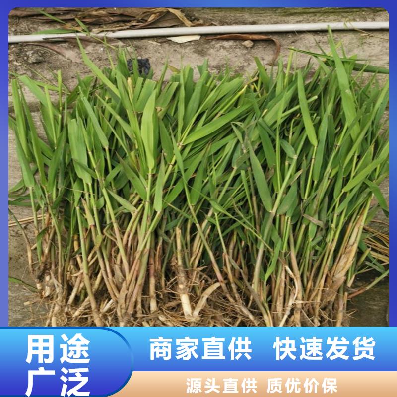 芦苇苗种植实力批发厂家