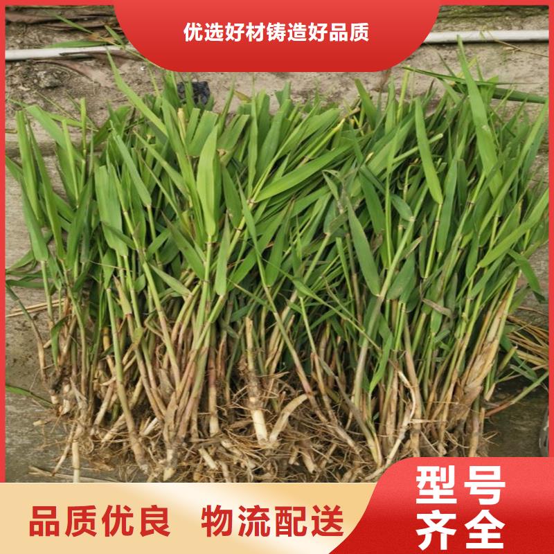 芦苇苗编织材料芦苇苗货到付款