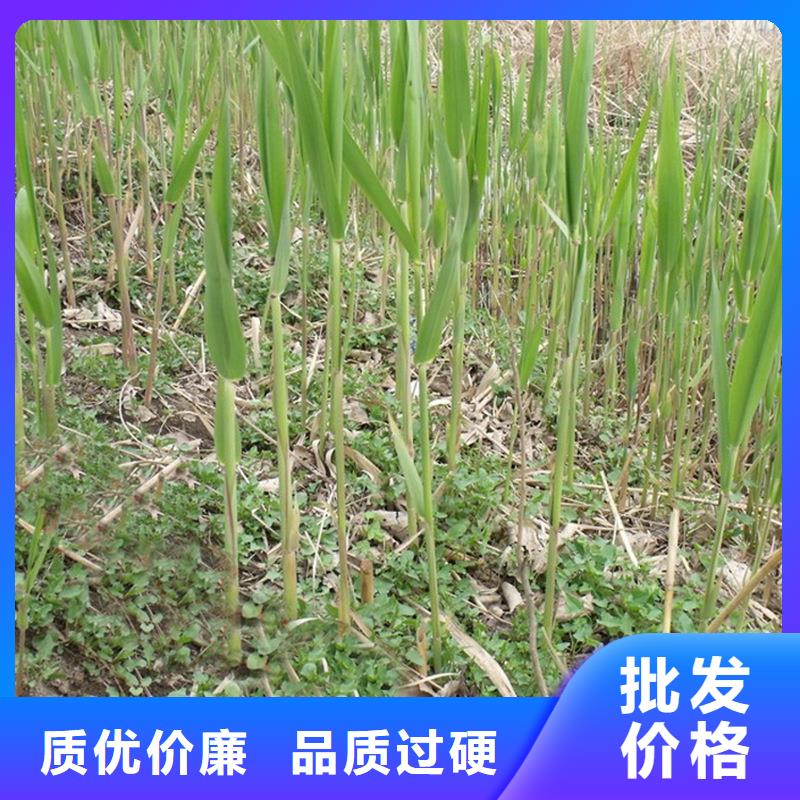 芦苇苗编织材料芦苇苗质量牢靠
