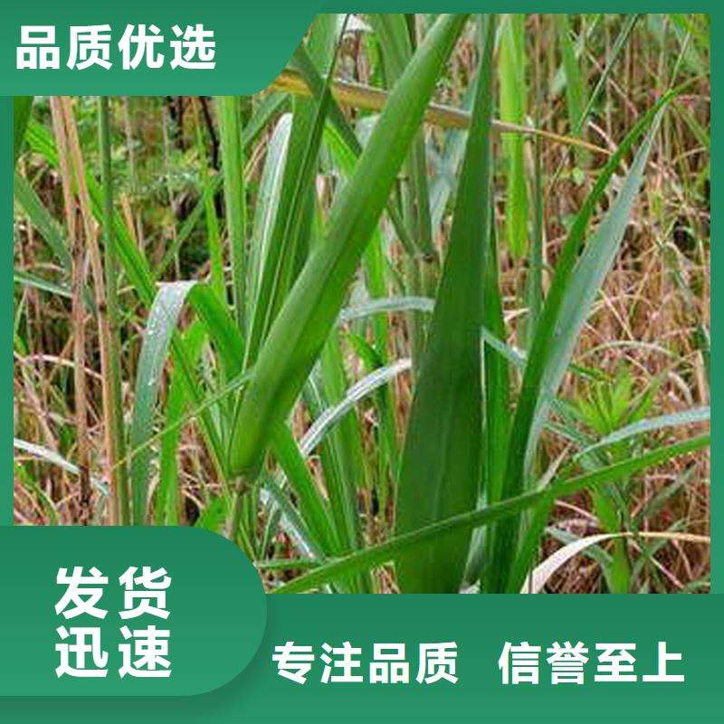 湿地绿化芦苇苗-高标准高质量