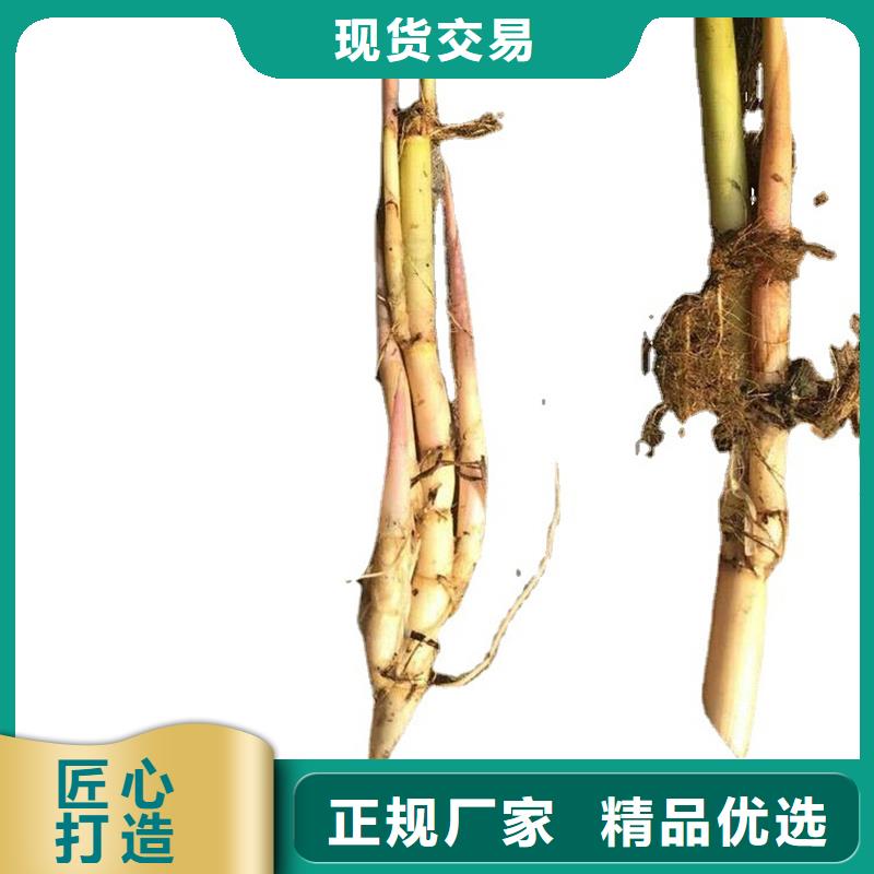 芦苇苗编织材料芦苇苗货到付款