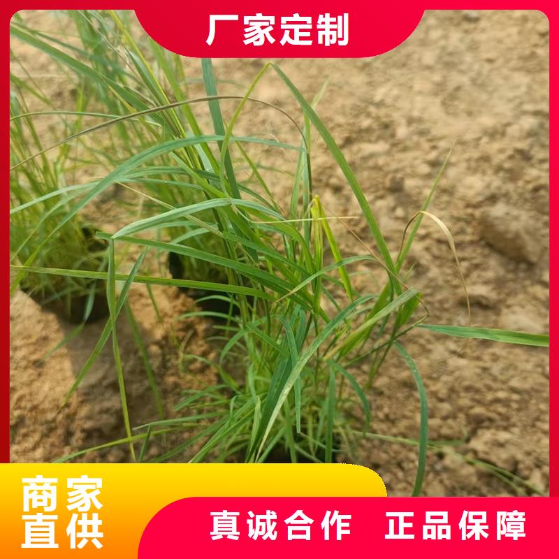 芦苇苗环保材料芦苇苗市场报价