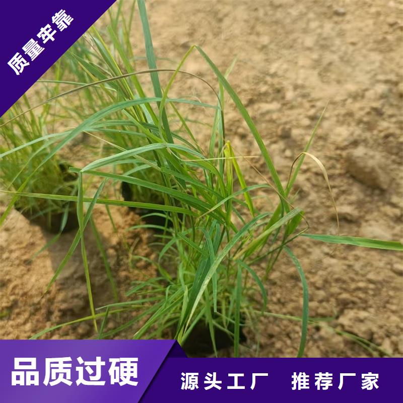 芦苇苗厂家-价格低