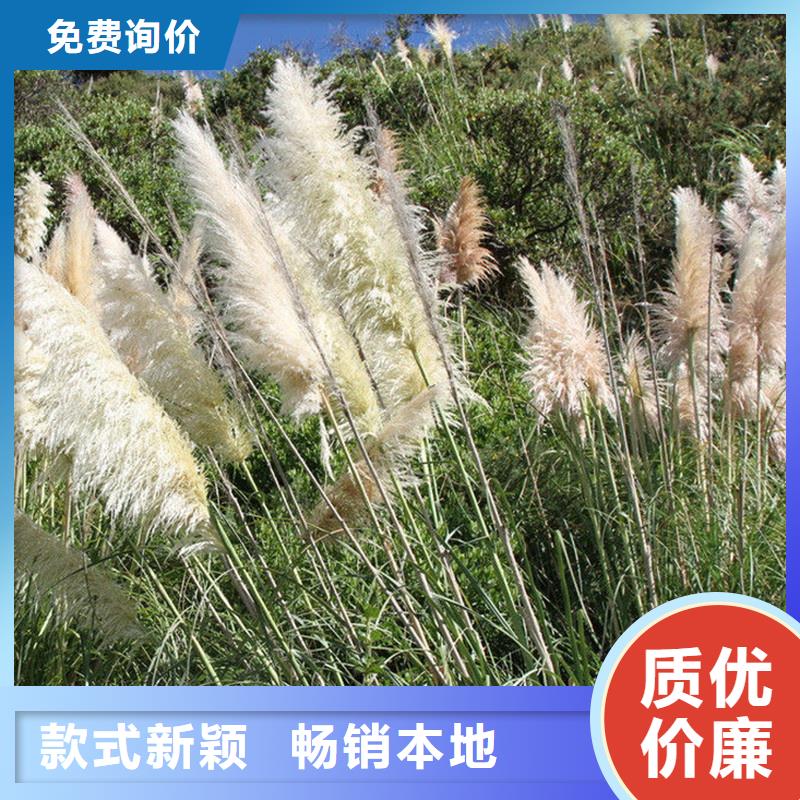 芦苇苗环保材料芦苇苗市场报价