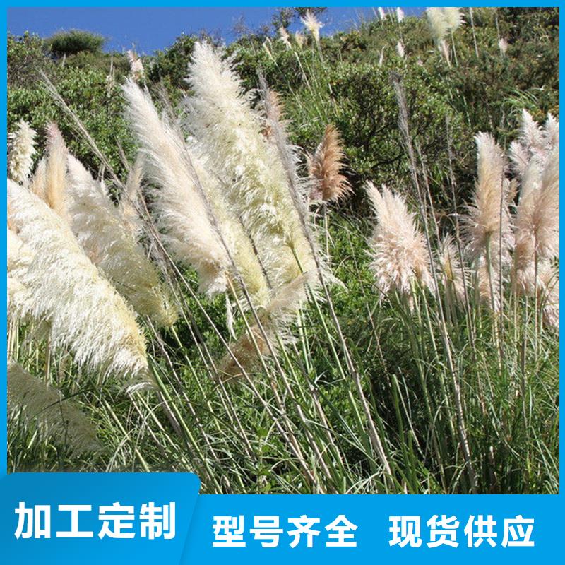 芦苇苗,芦苇种子当地货源