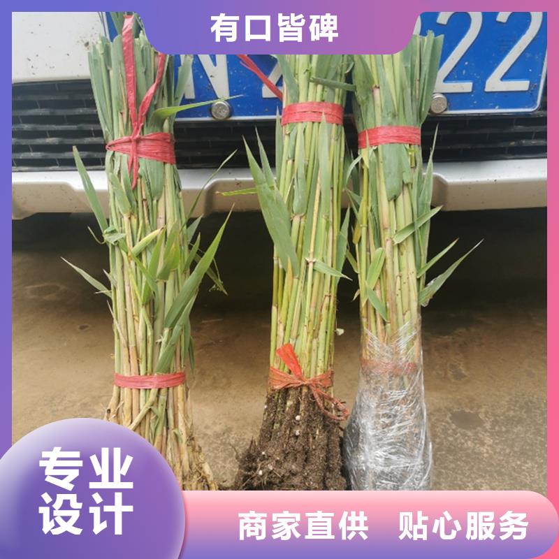 芦苇苗-芦苇种子质量为本