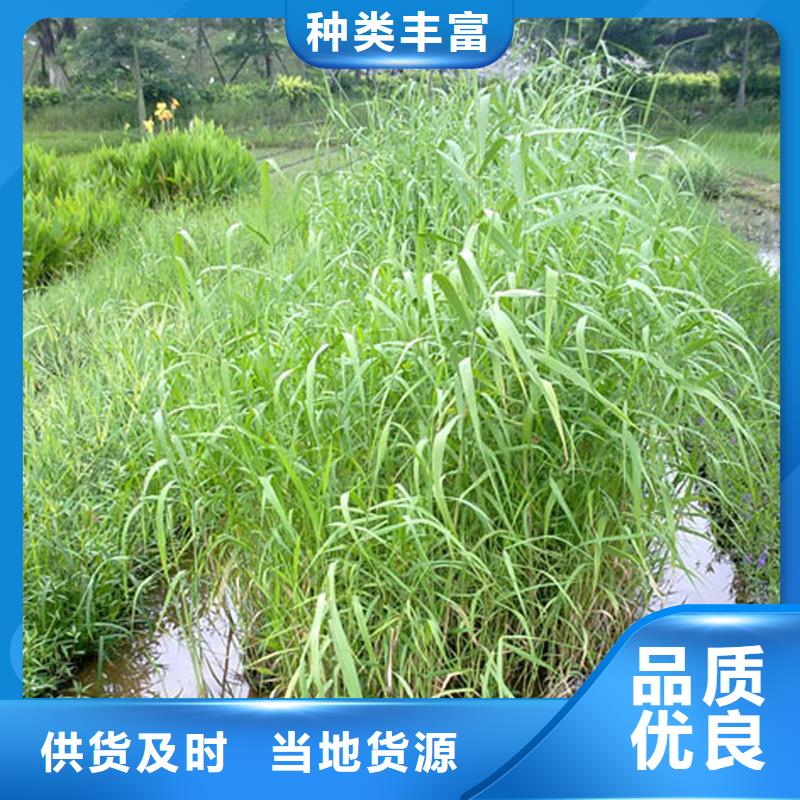 芦苇苗厂家-价格低