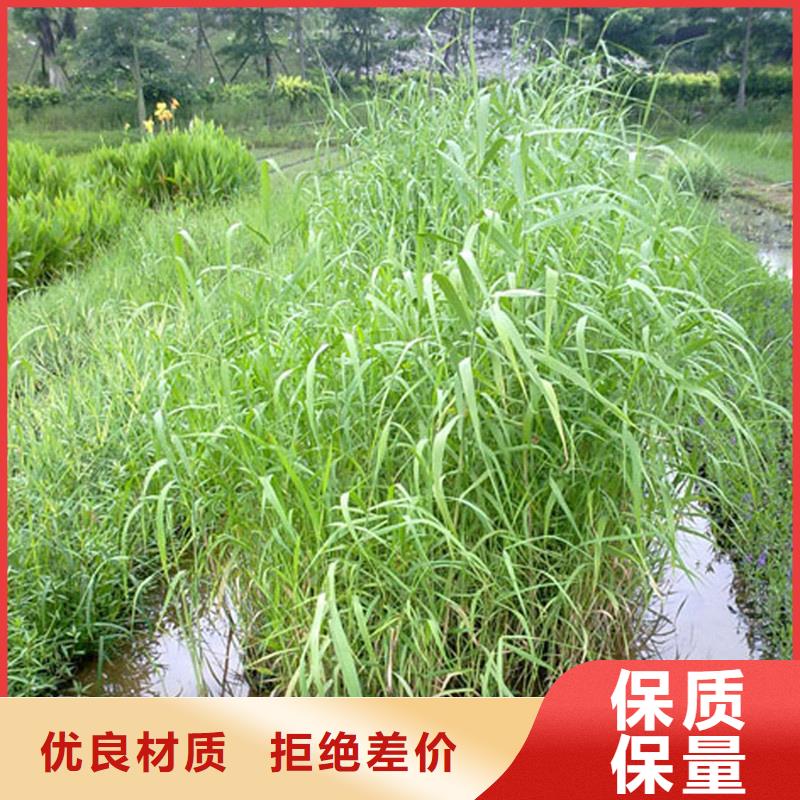 芦苇苗芦苇小苗选择大厂家省事省心