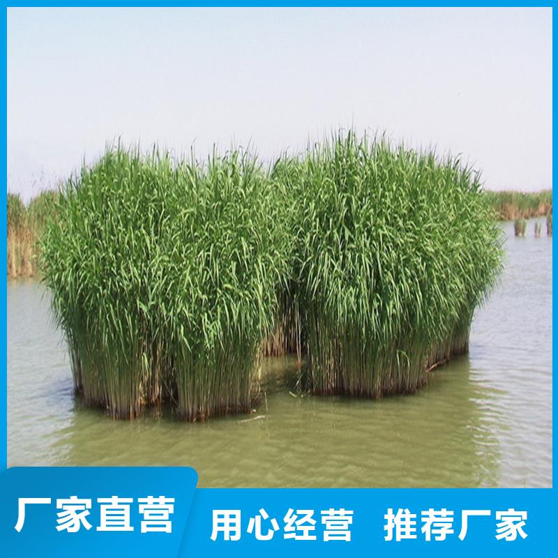 芦苇苗造纸原料芦苇苗免费询价