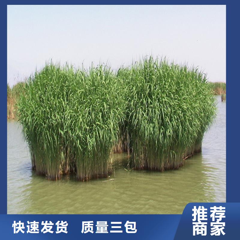 芦苇苗景观工程芦苇苗实力工厂