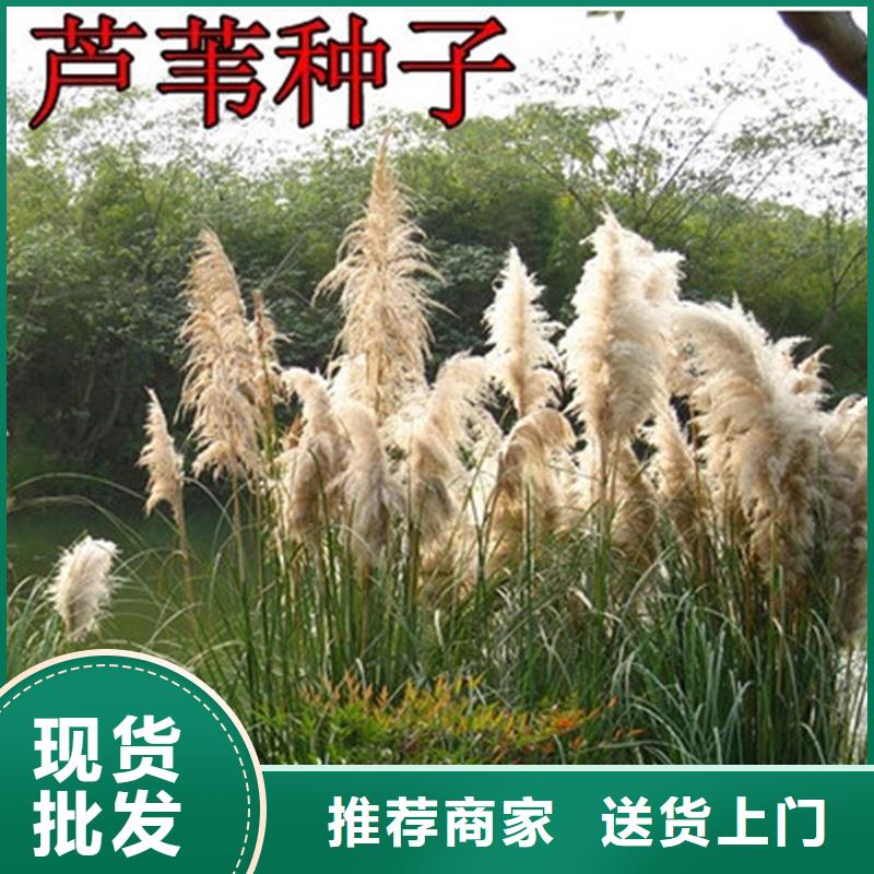 生产环保材料芦苇苗的厂家