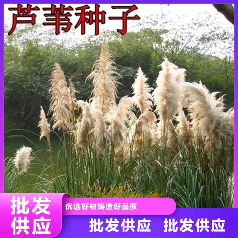 芦苇苗芦苇苗批发可接急单