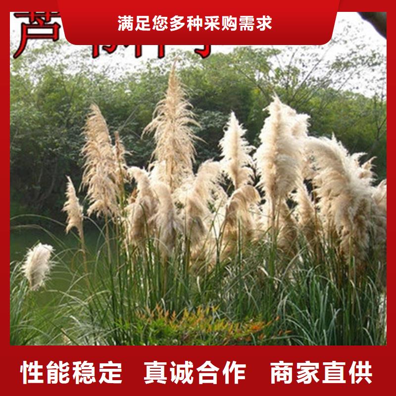 芦苇苗,芦苇苗种植销售的是诚信