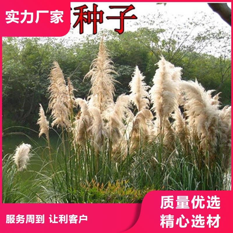 芦苇苗芦苇苗批发实体厂家支持定制