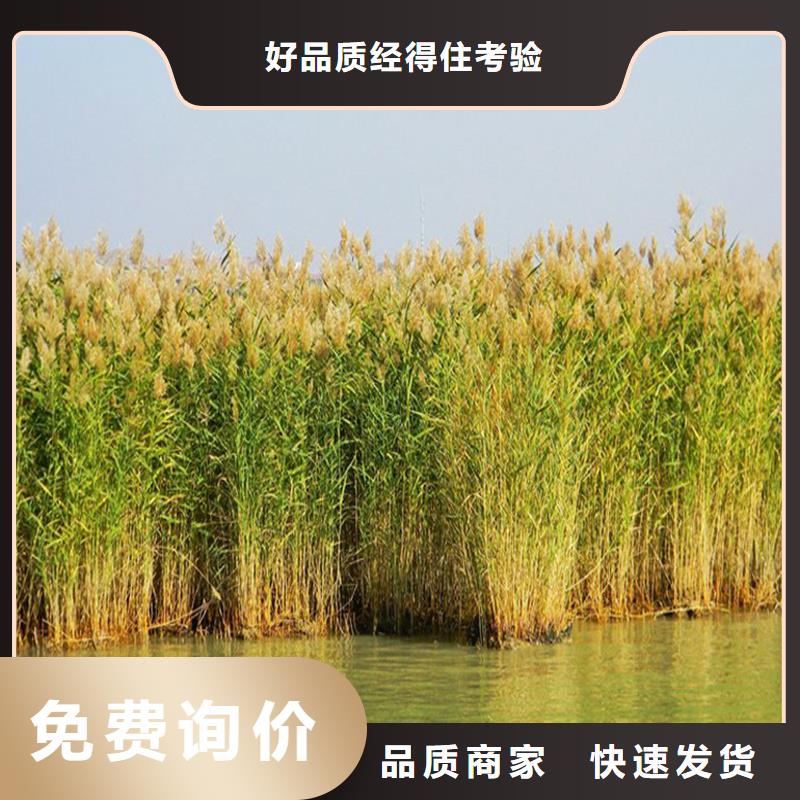芦苇苗护坡固土芦苇苗商家