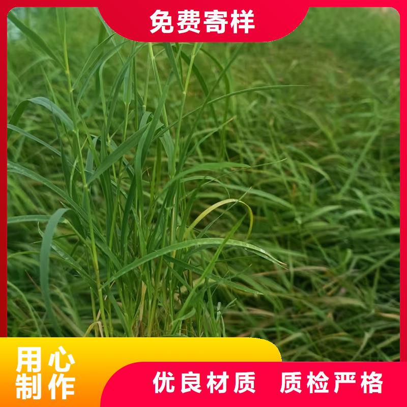 芦苇苗芦苇种子厂诚信经营