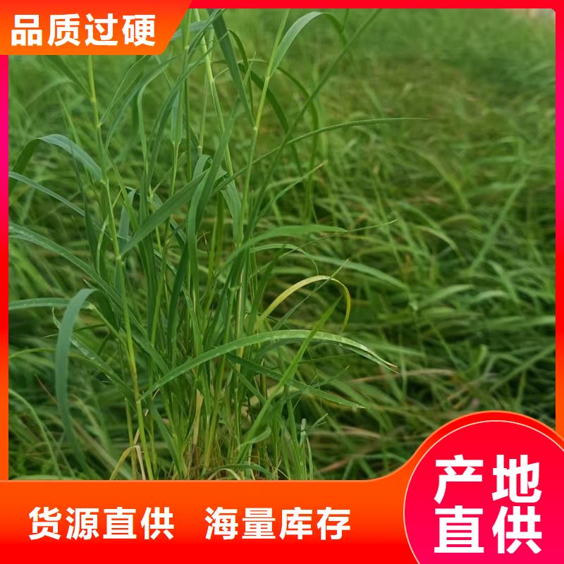 芦苇苗种植实力批发厂家