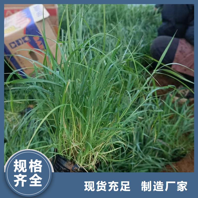 芦苇苗芦苇苗种植海量现货直销