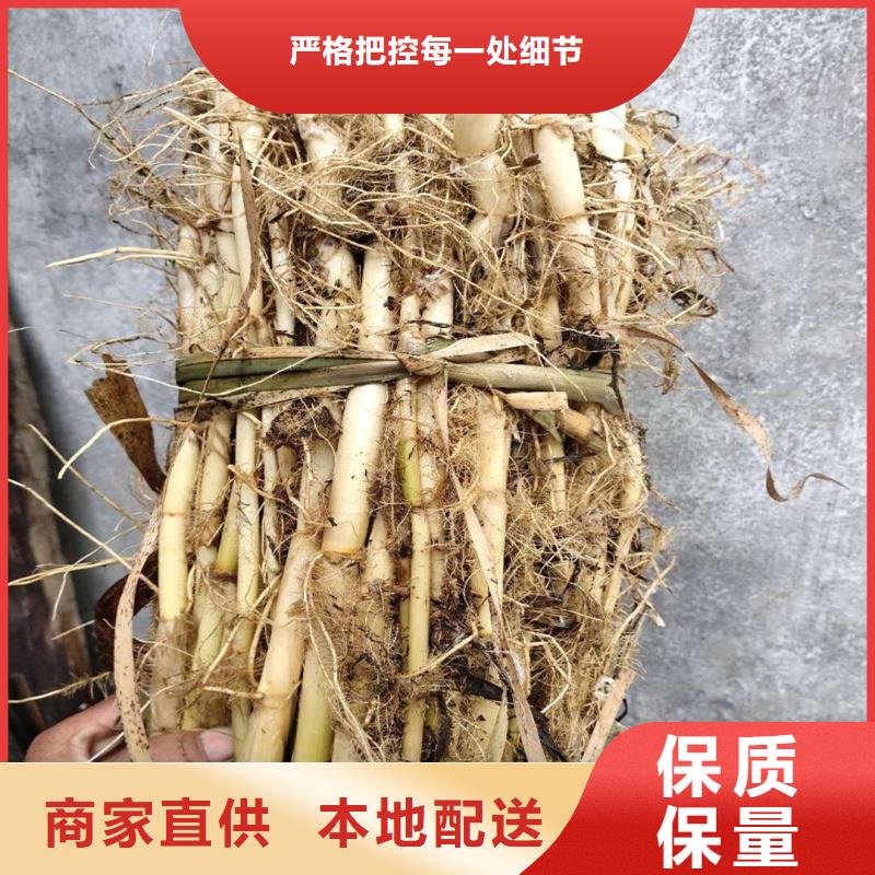 景观工程芦苇苗下单即生产