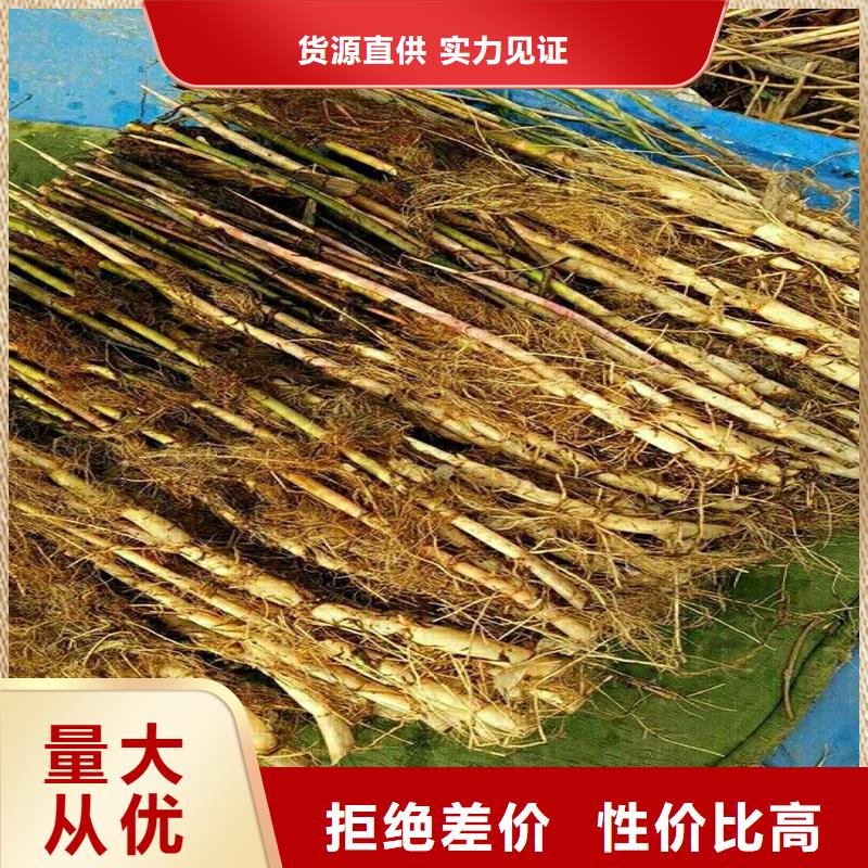 景观工程芦苇苗下单即生产