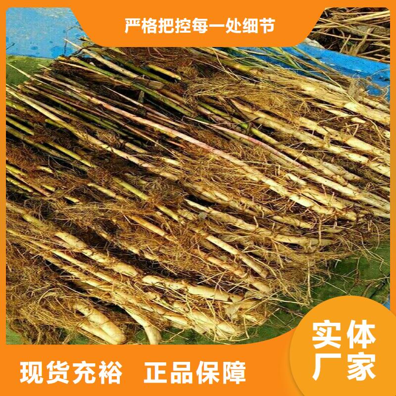 芦苇苗-芦苇库存充足