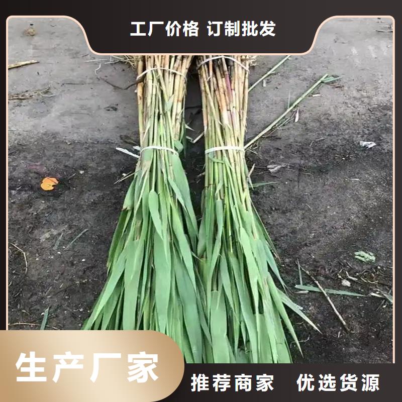 芦苇苗芦苇苗价格诚信为本