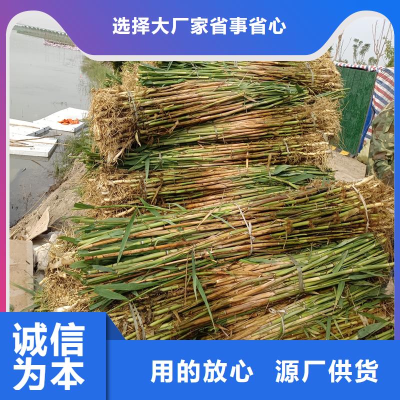 环保材料芦苇苗-厂家为您在线服务