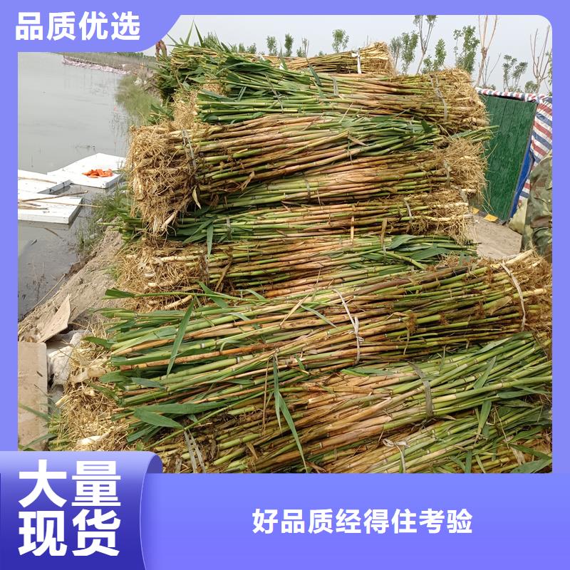 芦苇苗芦苇幼苗可定制