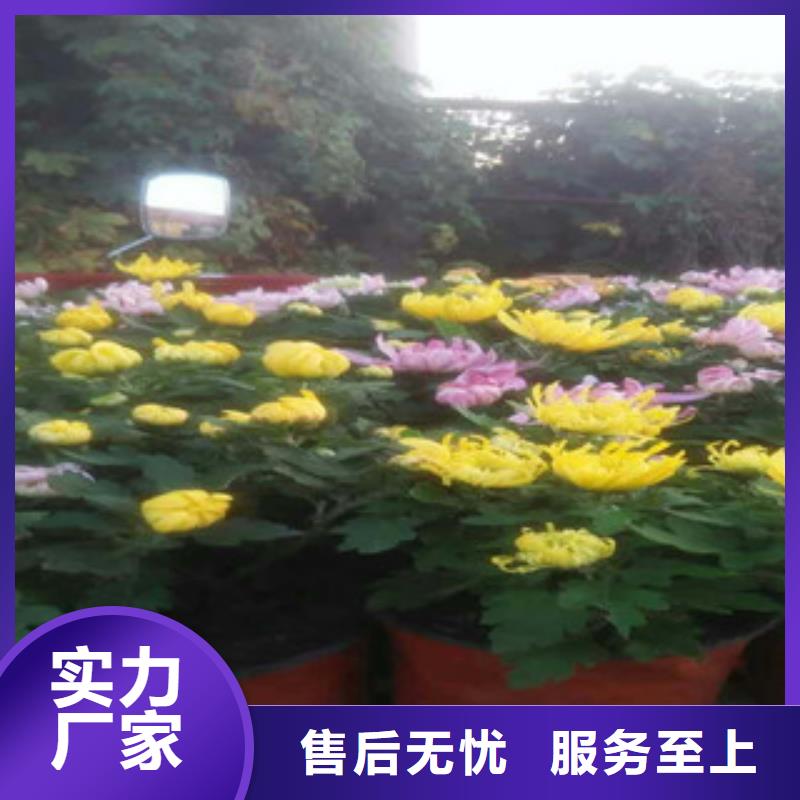 时令草花-五一国庆草花批发随到随提