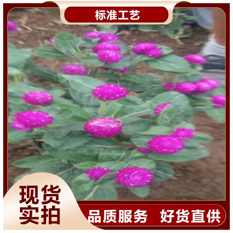 时令草花-五一国庆草花批发随到随提