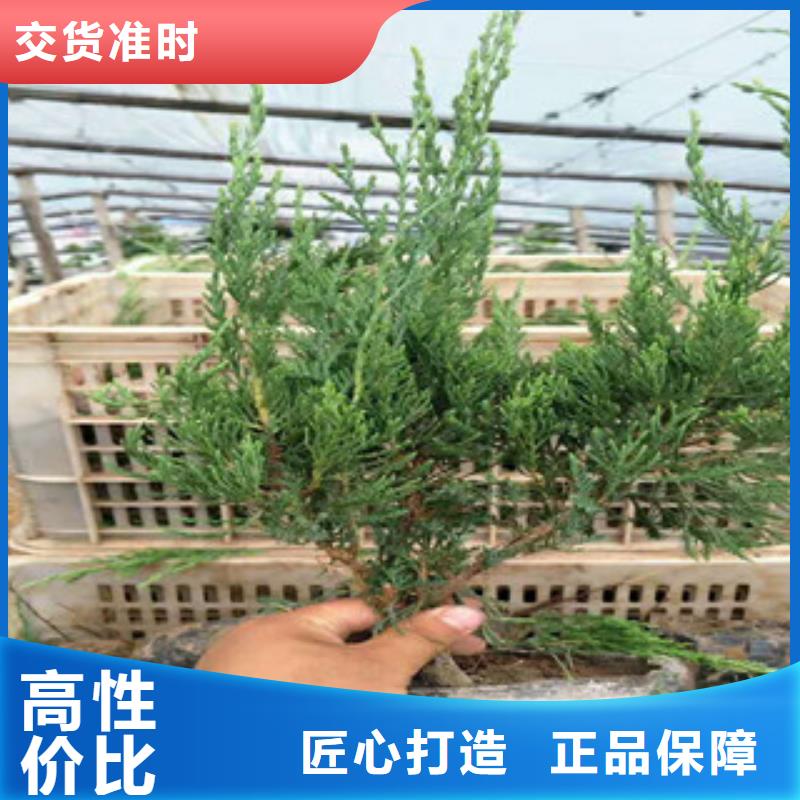 时令草花-五一国庆草花批发随到随提