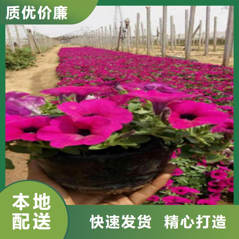 宿根花卉_花海景观工程性价比高