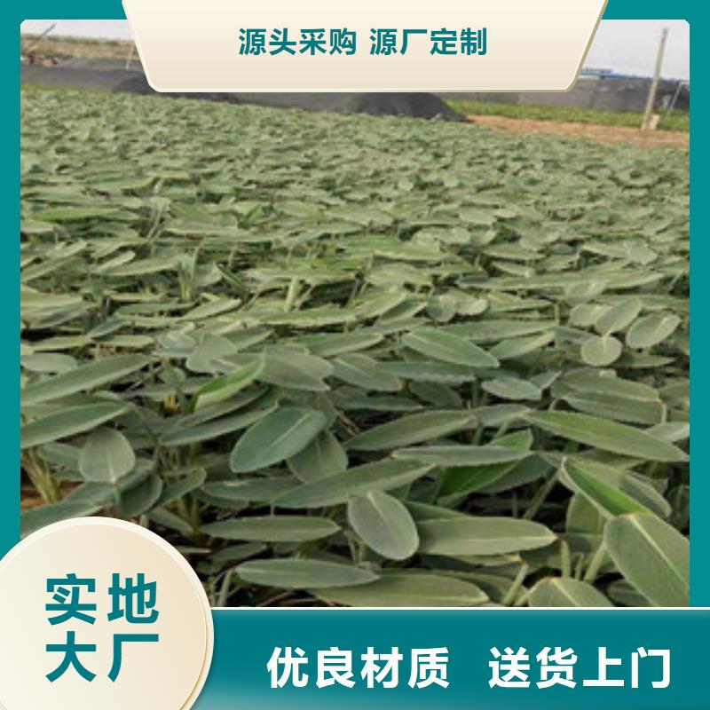 宿根花卉_花海景观工程性价比高