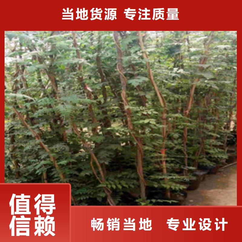 宿根花卉耐寒耐旱草花基地实力派厂家