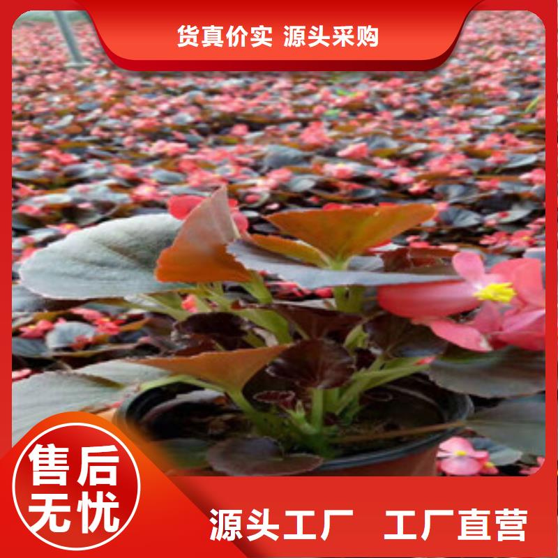 宿根花卉_花海景观工程性价比高