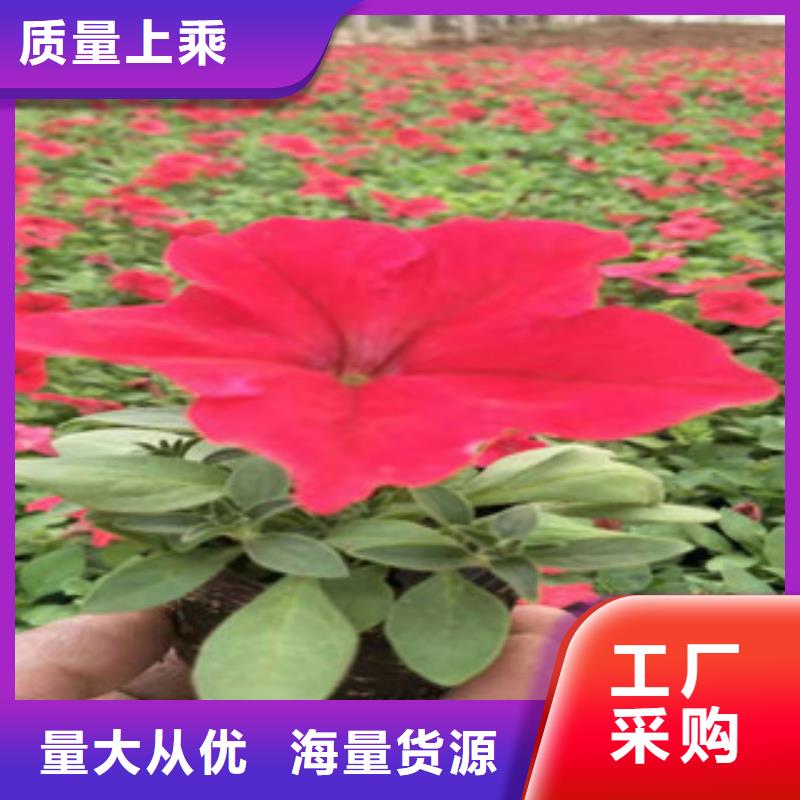 宿根花卉_花海景观工程性价比高