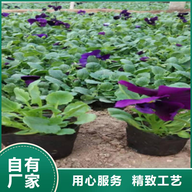 宿根花卉耐寒耐旱草花基地实力派厂家