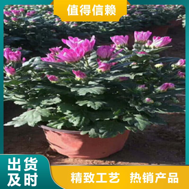 花海景观耐寒耐旱草花基地工厂现货供应