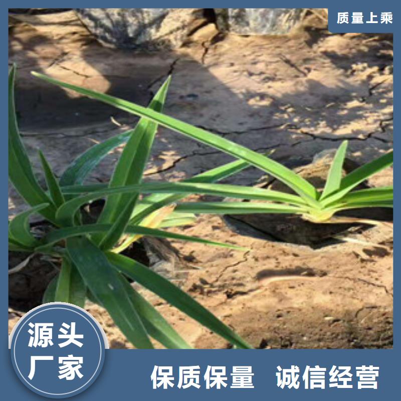 花海景观耐寒耐旱草花基地工厂现货供应