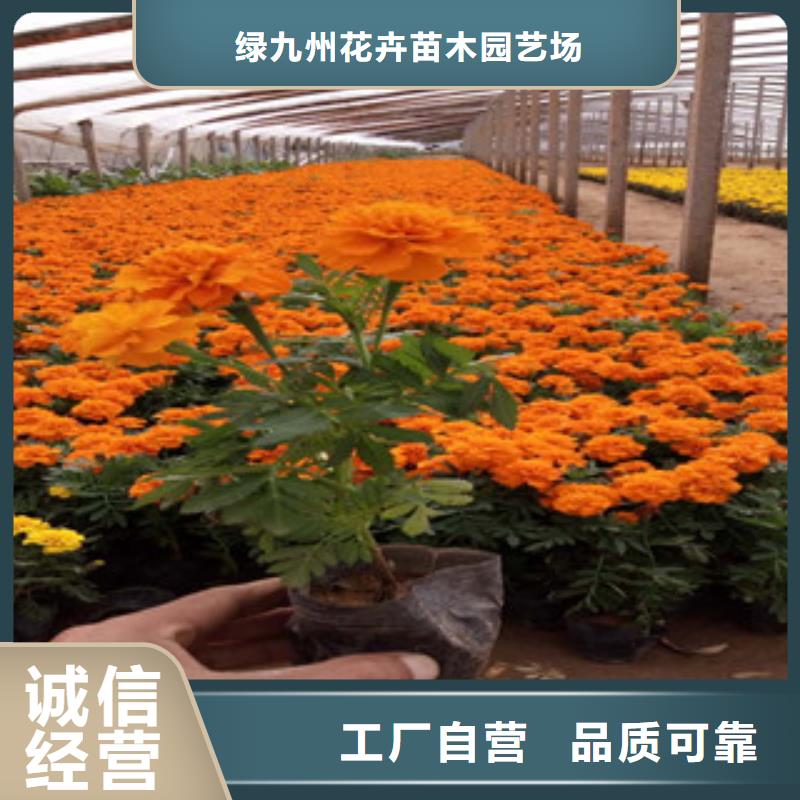 花海景观耐寒耐旱草花基地工厂现货供应
