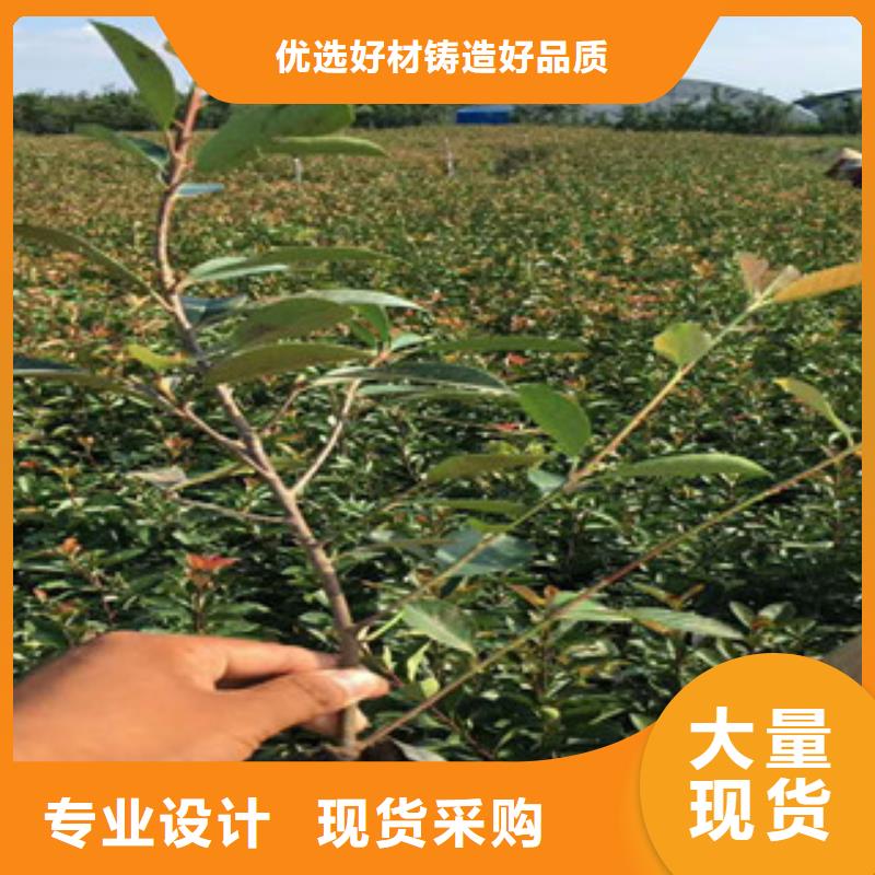 花海景观耐寒耐旱草花基地工厂现货供应