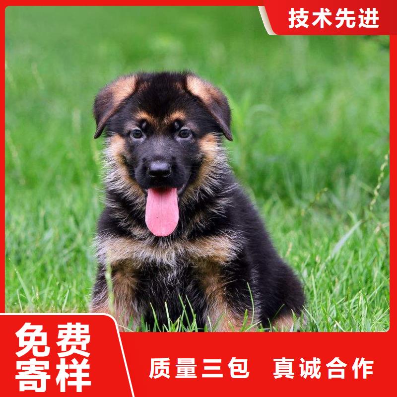 德国牧羊犬-比特犬产地货源