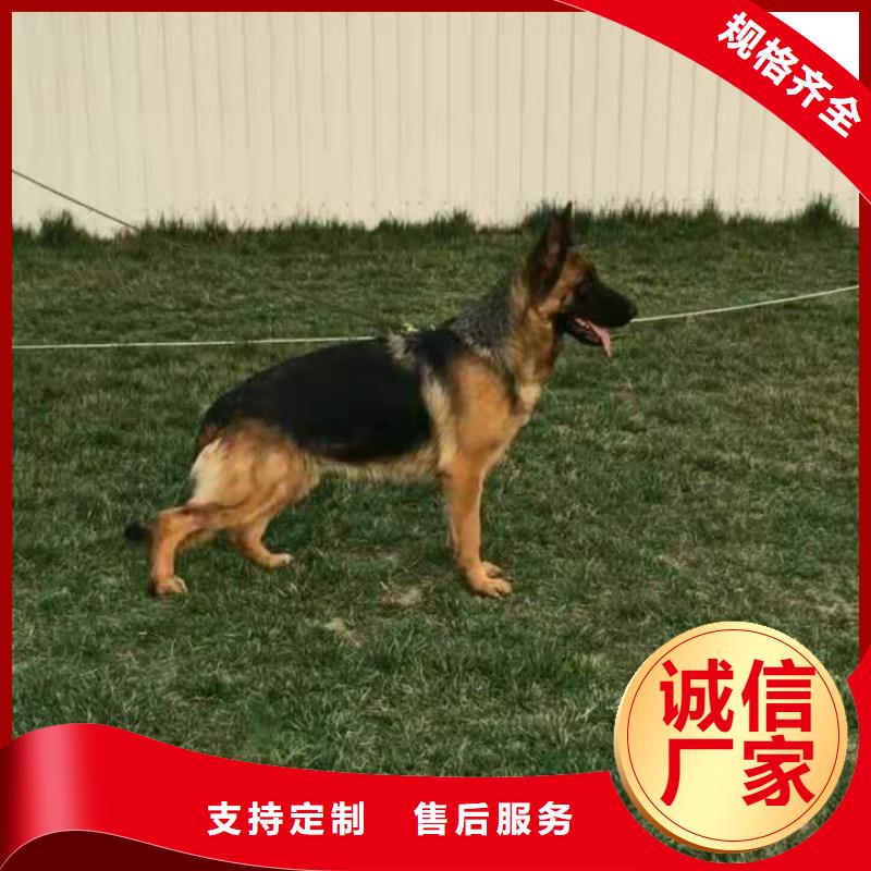德国牧羊犬-比特犬产地货源