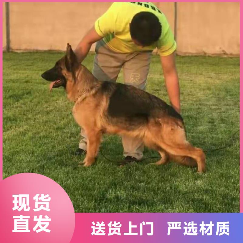 德国牧羊犬-比特犬产地货源