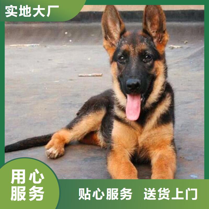 德国牧羊犬-比特犬产地货源