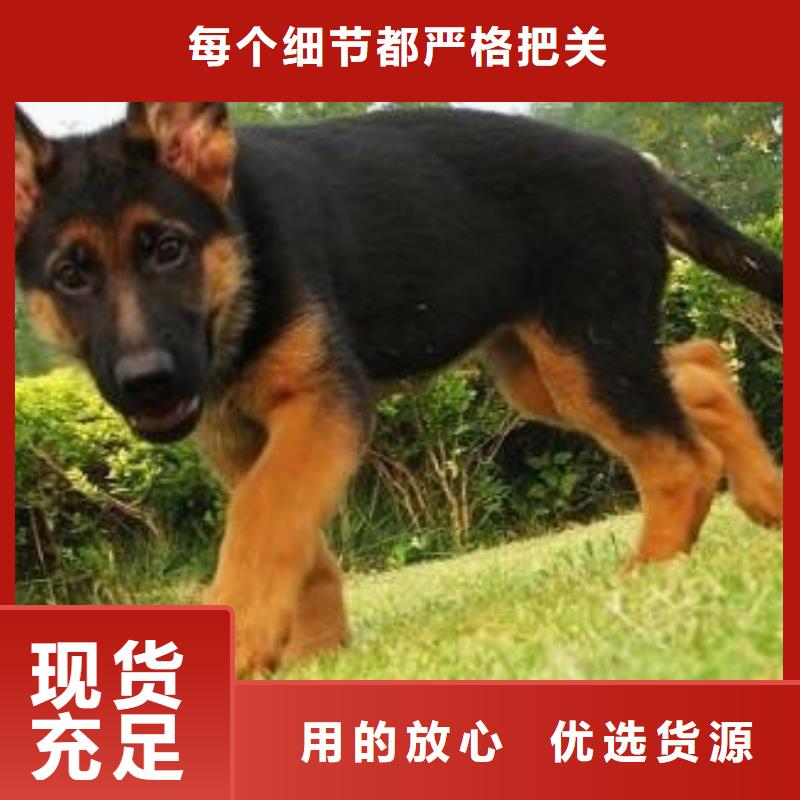 德国牧羊犬黑狼质量牢靠