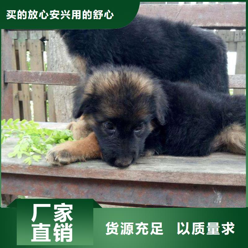 德国牧羊犬-比特犬产地货源