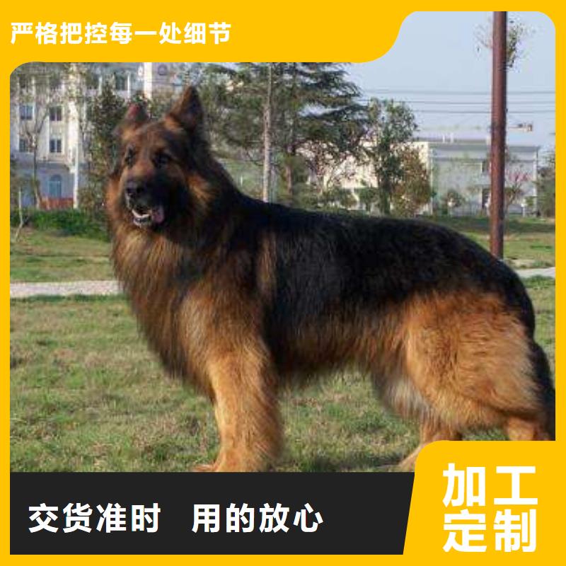德国牧羊犬-比特犬产地货源