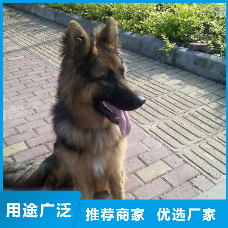 德国牧羊犬-比特犬产地货源